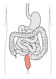 Rectum - Wikipedia