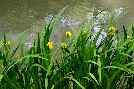 Image result for Moraea carsonii