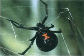 Black widow spiders are found in the warm, dry parts of the world and prefer to spin their webs in dark, sheltered spots close to the ground. Poisonous Spider An Overview Sciencedirect Topics