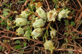 Image result for Culcasia orientalis