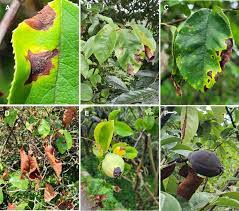 Observation of symptoms on quince trees in Yeongcheon, Gyeongsangbuk... |  Download Scientific Diagram