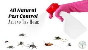 Although they are hazardous and can contaminate water, food, air, and experts recommend the use of chemicals to control pests only after other methods fail. Chemical Free Pest Control Around The Home The Homesteading Hippy Natural Pest Control Pest Control Best Pest Control