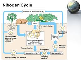 Berikut ulasan lengkap materi daur nitrogen mulai dari pengertian, urutan proses, gambar, bentuk, contoh siklus nitrogen. 6 Proses Penting Peranan Siklus Nitrogen Lengkap Gambar