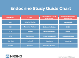 Endocrine System Flashcards Quizlet