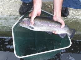 Vente de truite entière, pavé de truite, filet, portion en barquette, fraiche, surgelée ou préparée pour professionnel (en france et à l'international) par la pisciculture bretagne. Elevage Truite Ille Et Vilaine Truite Arc En Ciel Pisciculture Des Etangs De Simon