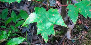 Compact soil hampers its growth. Trees Of The Adirondacks Red Maple Acer Rubrum