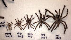 Updated Molt Chart Youtube