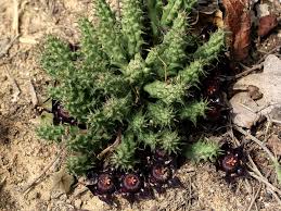 Image result for Duvalia polita