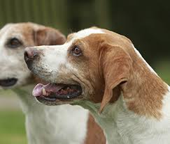 A beautiful and cute beagle dog name for your female pal. Top 10 Beagle Names