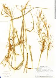 Image result for Hyparrhenia rufa