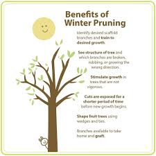 Growing fruit trees in the home garden can add beauty to the landscape while providing fruit for healthy snacks, jams, jellies, cobblers, & pies. City Fruit On Twitter Why Should You Prune Your Fruit Tree During Winter If You Are Interested In Our Tree Care Services Including Winter Pruning And Tree Love Our New Comprehensive