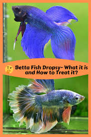 Betta Fish Dropsy What It Is And How To Treat It In 2020 Betta Fish Betta Fish