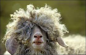 Angora Goat Curly Girl Hairstyles Curly Hair Styles Cute Animals