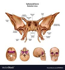 Image result for Sphenoid Bone