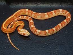 Amel Motley Cornsnake Corn Snake Pet Snake Reptile Snakes
