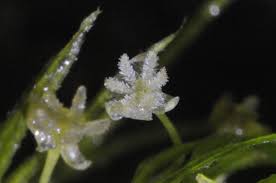 Image result for Lagarosiphon muscoides