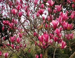 Cheap Tree Plant Buy Quality Flower Seeds Directly From China Magnolia Tree Flowers Suppliers Rare Genie Dark Red Flower Seeds Trees To Plant Fragrant Garden