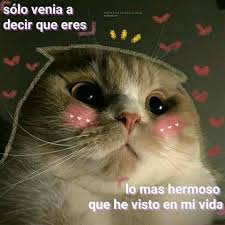 Pin En Memes Soft