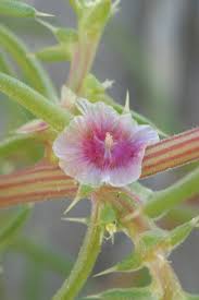 Image result for Salsola