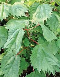 Image result for Barleria boehmii