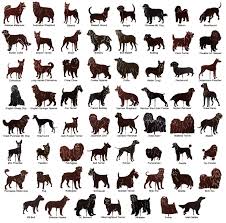 Dog age chart choosing a dog world standards mixed breeds add your dog. All Types Of Dogs Dog Breeds List Dog Breeds All Breeds Of Dogs