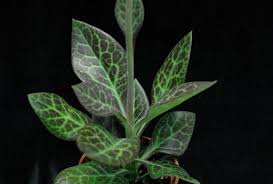 Image result for Kleinia schweinfurthii