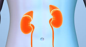 Kidney Stones Calcium Oxalate Urine Life Extension Health Concern Kidney Stones Kidney Animal Protein