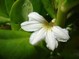 Species of flowering plant in the heath family ericaceae. Top 8 Most Interesting Hawaiian Plants And Flowers And You Creations