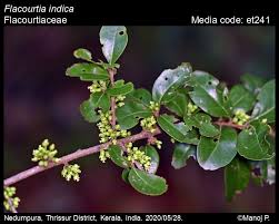 Image result for Flacourtia indica