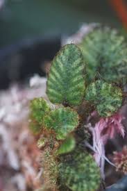 Image result for Elaphoglossum spathulatum