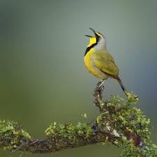 Bokmakierie Bird Calling Telophorus Zeylonus South Africa Photographic Print Johan Swanepoel Art Com Bird Animals Bird Sculpture