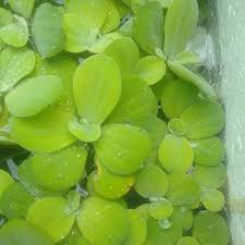 Ikan cupang ini adalah merupakan salah satu jenis ikan hias yang memiliki banyak peminat serta cukup mudah dipelihara. Tanaman Apung Cocok Untuk Burayak Ikan Cupang Gupy Shopee Indonesia