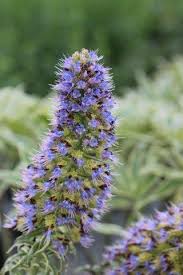 Image result for Exochaenium baumianum