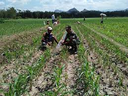 Tetapi bagian dalamnya sebenarnya sedang terjadi 'tindakan' pada. Perawatan Dan Pemeliharaan Tanaman Jagung