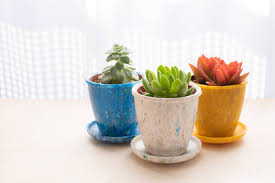 You can grow any japanese maple in a planter, but for the best results choose a cultivar that grows. Japanese Designers Make Haste To Reduce Waste The Japan Times