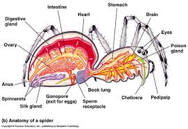 Physiology The Jumping Spider Resource