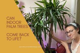 Check spelling or type a new query. Can Indoor Palm Trees Come Back To Life Indoor Plants For Beginners
