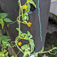 Image result for Cucumis anguria