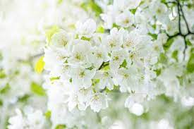 Flowering trees of the world group. Common Kinds Of Trees With White Flowers Lovetoknow