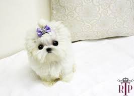 Small Dogs Micro Teacup Maltese Puppies Micro Teacup Maltese Puppy For Sale Royal Teacup Puppies Teacup Puppies Maltese Maltese Puppy Teacup Puppies