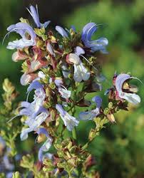 Image result for Syncolostemon linearis