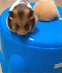 I M Going In Wish Me Luck Baby Animals Funny Cute Funny Animals Funny Animals
