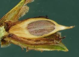 Image result for Oxycaryum