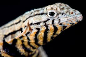 Image result for Microlophus peruvianus