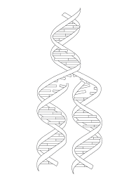 You can use our amazing online tool to color and edit the following dna coloring pages. Dna Strand Drawing