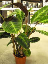 Calathea Zebrina Zebra Plant Description And Care Plant Decor Indoor House Plants Decor Plants