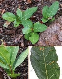 Image result for Dichapetalum