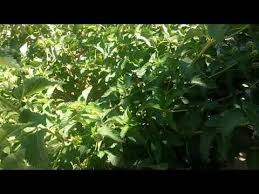ahududu bitkisi asi bogurtlen bitkisi ahududu bitkisi videolari youtube herbs make it yourself