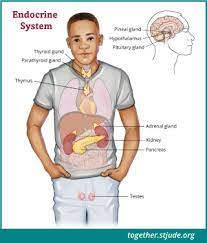 Hgh represents one of the most important hormones in the human body as it affects our bones, skeletal muscle and internal organs, as well as plays roles in numerous other. Growth Hormone Deficiency In Childhood Cancer Survivors Together