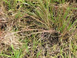 Image result for Eragrostis atrovirens